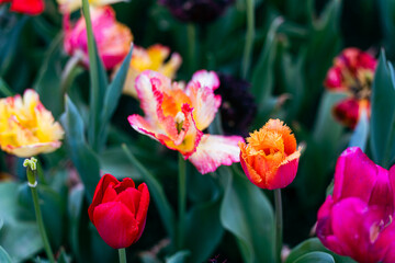 red and yellow tulips