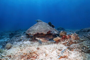 Real green sea turtle photography swiming in atoll deep sea scuba dive explore travel activity with...