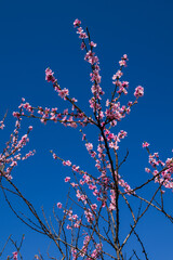 Spring peach blossoms over the blue sky
