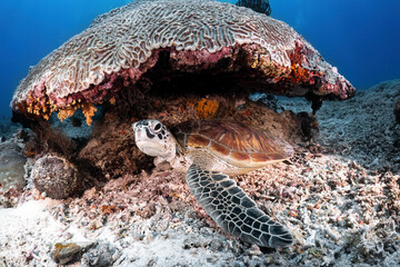 Real green sea turtle photography laying under coral reef in atoll deep sea scuba dive explore...