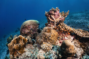 Real beautiful coral reef and fish photography in atoll deep sea scuba dive explore travel activity...