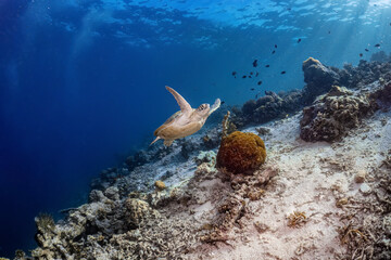 Real green sea turtle photography swiming in atoll deep sea scuba dive explore travel activity with underwater background landscape around Sipadan island, Malaysia
