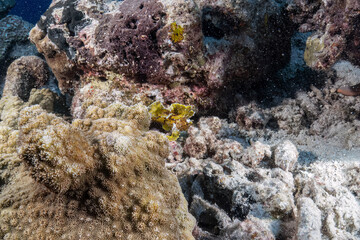 Real green frogfish photography at sea coral reef in scuba dive explore travel activity with...