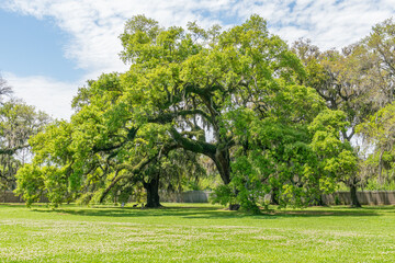 Giant live oak tree of life in park in Louisiana