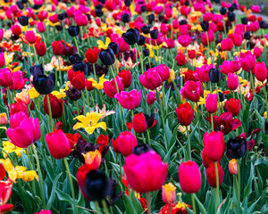 Obraz premium field of tulips