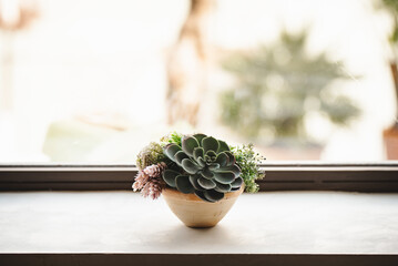 flower in a vase