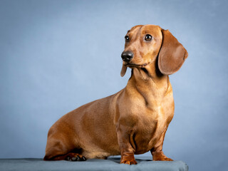 Brown dachshund sitting in a photography studio