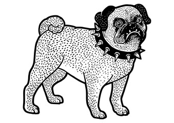 Angry pug in spiked collar sketch PNG