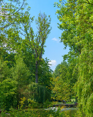 Fototapeta premium trees in the park
