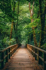 Wooden Walkway Through Forest