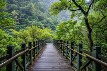 Wooden Walkway Through Forest