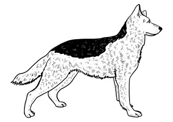 Dog shepherd sketch engraving PNG