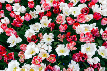 red and white tulips
