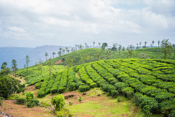 Tea plantation in India