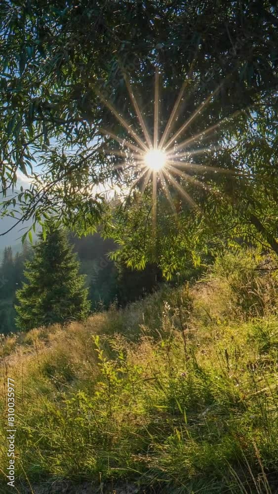 Aufkleber green mountains at sunset. rays of the setting sun break through the foliage of the tree. high quali