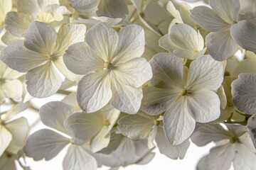 Fototapeta premium Close up of a bunch of white flowers, perfect for floral backgrounds