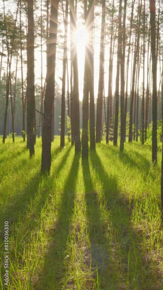 Poster walking through the sunny morning forest in the first rays of the sun. sun breaks through tree trunk