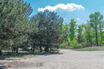 Fototapeta premium Sand road in the forest. Track imprint of quadricycle on nature land. Tire pattern of quad bike on driveway. Sand texture off road. Path in forest close up. Sand mounds and green plants in sunny day.