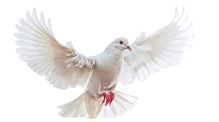 Dove isolated on white background, png transparent 