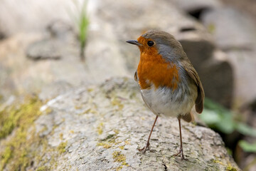 Robin standing on a log in springtime