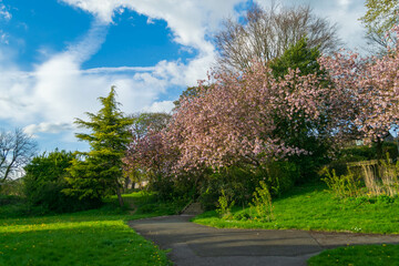 spring in the park