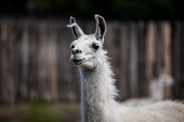 Closeup of a white llama by a wooden fence in a grassy landscape