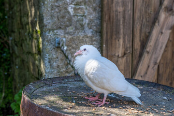 White Fantail Dove standing on an old barrel in Charlestown, Cornwall