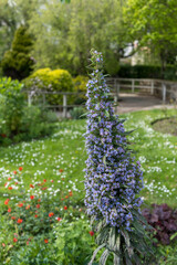 Obraz premium Tree Echiums or Echium Blue Steeple flowering in Truro, Cornwall