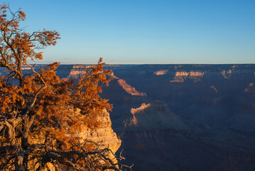 Scenic view of Grand Canyon at sunrise or sunset, golden light casting long shadows on canyon walls. Vast rock formations and autumn tree in foreground.