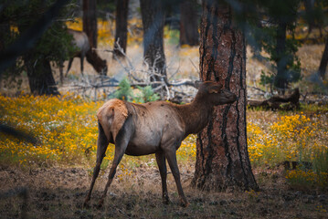 Wild elk in forest setting, facing left near tree trunk. Brown fur with blonde patch. Yellow flowers. Coniferous trees, serene lighting. Possible Rocky Mountains or Pacific Northwest location.