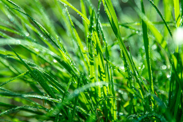 Dew on green grass. Fresh nature. Drops water. Flora
