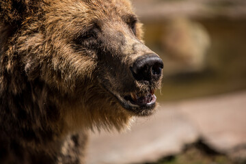 a close up of a brown bear s face with its mouth open