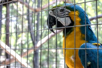 A close-up of a blue-and-yellow macaw from behind a mesh screen. The focus is on its eye and yellow plumage. The background is blurred, showing the green foliage and the light outside © Johnny