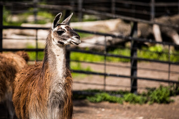 A llama in a fenced area gazes at the camera, surrounded by grassy landscape