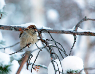 sparrow sits on a branch in the winter in the forest in Noyabrsk
