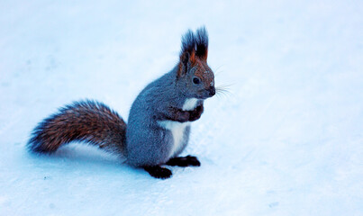 Squirrel on the snow in the winter forest in Noyabrsk. Close-up.