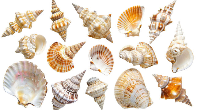 Decorations of seashell , ocean mollusk .. Underwater life , white background , png transparent
