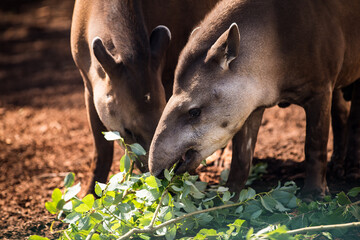 Two tapirs foraging together on terrestrial plants in the forest