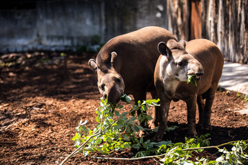 Fototapeta premium Fawn and dog breed grazing together on green grass in natural landscape