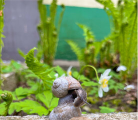 grape snail in the garden in spring