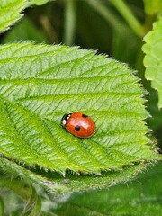 ladybird on leaf
