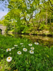 daisies in the grass