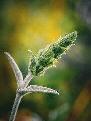 Griechischer Bergtee (sideritis scardica)