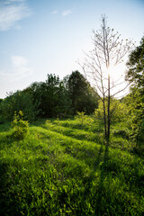 Sunlight filters through tree branches in field, illuminating grassland