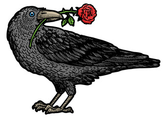 Raven bird with rose flower in its beak sketch engraving PNG illustration. T-shirt apparel print design. Scratch board style imitation. Hand drawn image.