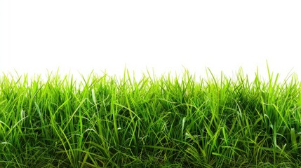 Obraz premium Serenity in Green: A White Canvas of Tranquil Grasslands