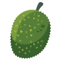 Jackfruit or nangka vector image, jak or jaca, khanun or khanor illustration, maki mi or may mi isolated on white background, mit fruit clipart
