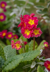 Primrose ( lat. Primula ) is blossom in spring garden