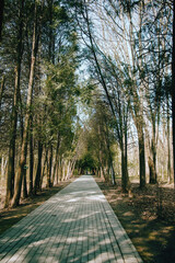 A straight path leading to a forest clearing. The road is through a dense green forest.