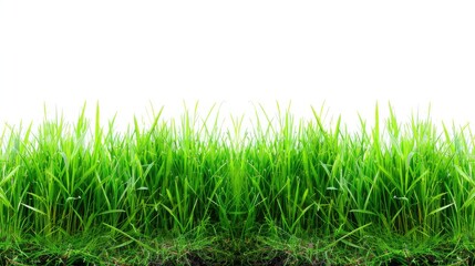 Fototapeta premium Verdant Symphony: Green Grass Dancing Against a White Backdrop